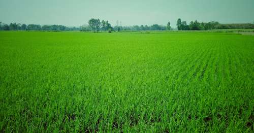 Agricultural Land for Sale in Raliawas, Rewari, Haryana