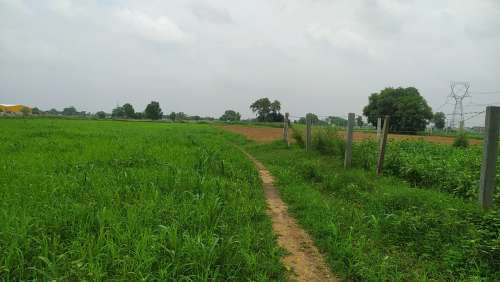 Agricultural Land for Sale in Narhera, Pataudi, Gurugram, Haryana